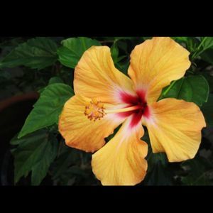 Meet your Posher, Kris